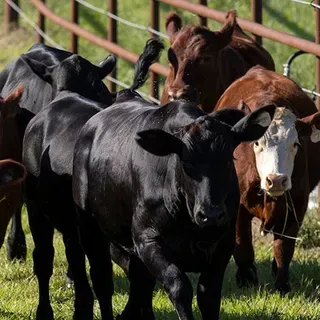 thumbnail for publication: South Florida Beef Forage Survey Results